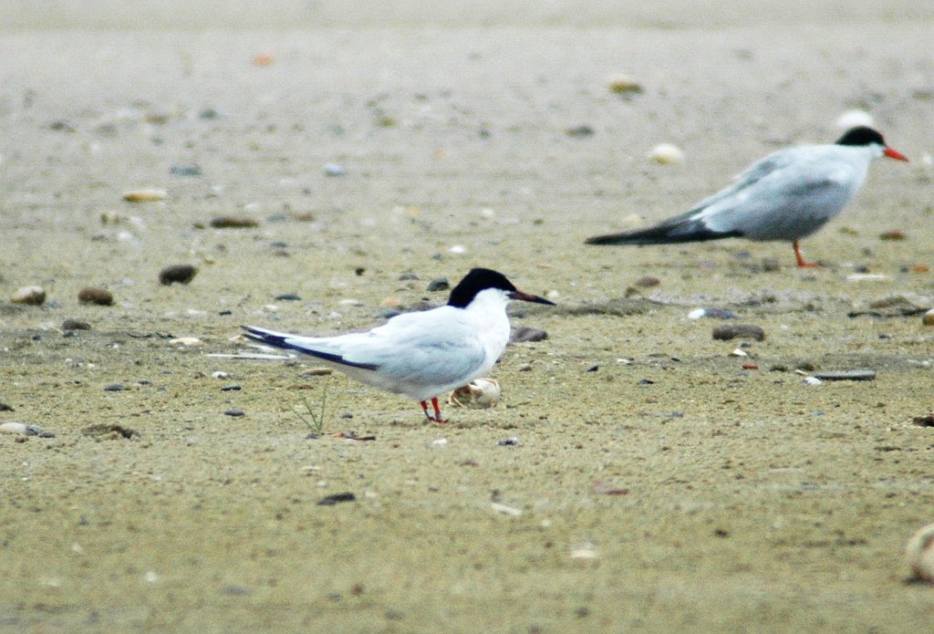 Tern, Roseate 2004-08032438b South Beach, Chatham, MA.jpg - Roseatte Tern, South Beach, Chatham, MA, 2004